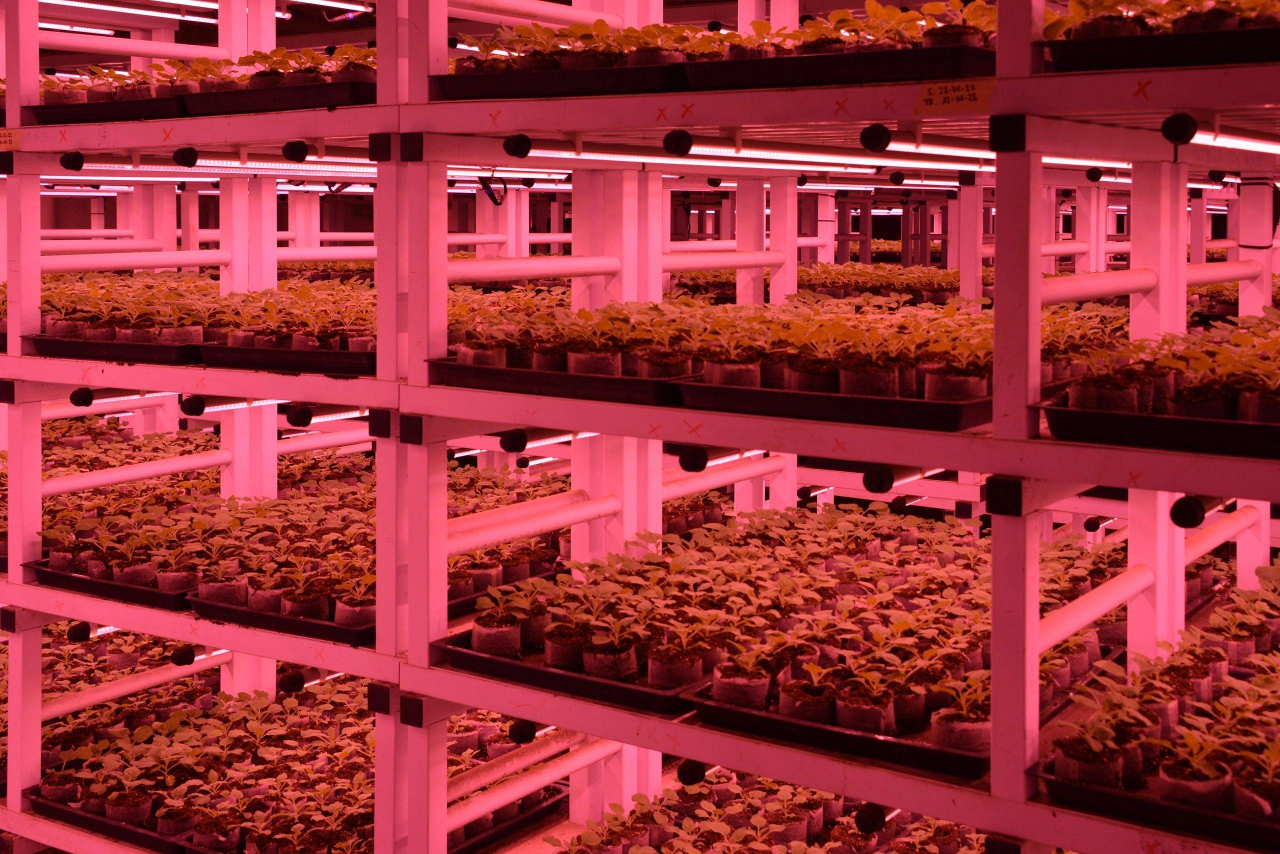 Coltivazione su più livelli in ambiente controllato con illuminazione LED rosa